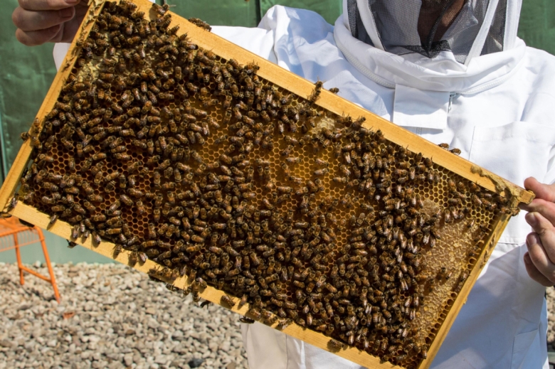 honey-extraction.jpg